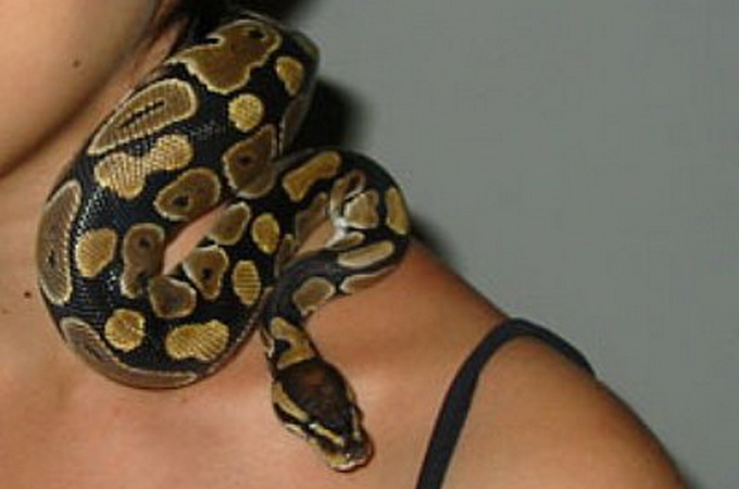 Змія на шиї
