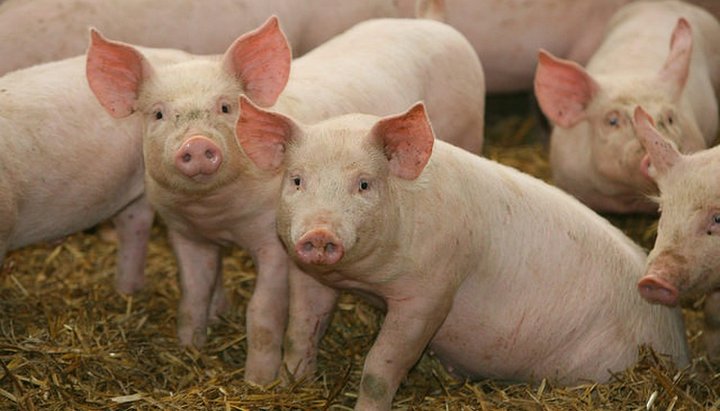 Употребление свинины в пищу запрещено ортодоксальным иудаизмом