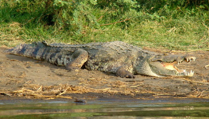 В Ефіопії водяться найбільші з трьох видів крокодилів, що мешкають в Африці