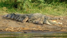 В Ефіопії крокодил напав на пастора під час обряду хрещення