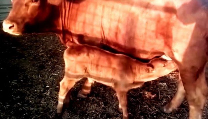 Институт Храма объявил, что родилась подлинная претендентка на звание кошерной «красной коровы»