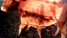 В СМИ обсуждают рождение в Израиле «красной коровы апокалипсиса»