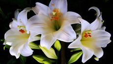 Три квітки в саду Божої Матері