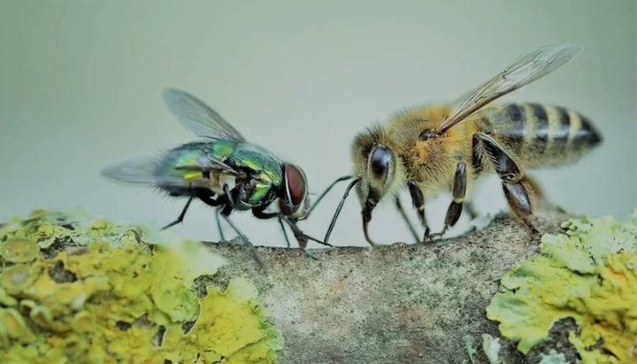 Муха и пчела. Фото: из открытых источников