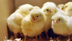 Жизни цыплят важнее жизней детей?