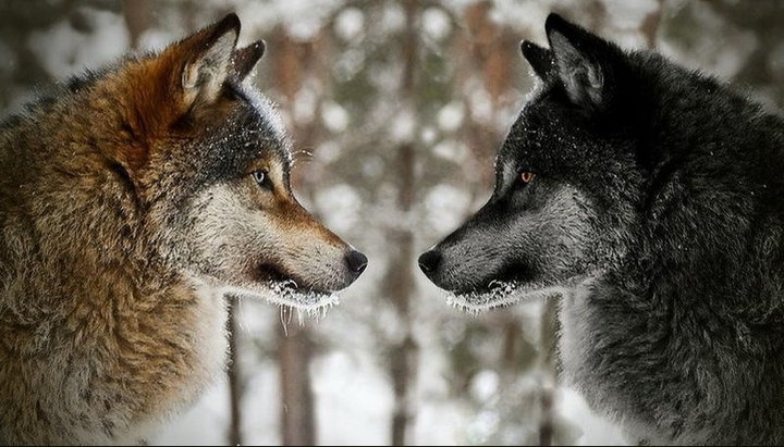 В каждом человеке идет борьба, очень похожая на борьбу двух волков. Фото: drive2.ru