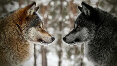Притча про добро і зло. Який вовк переможе?