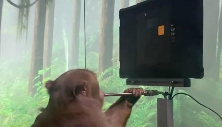 Мавпа з нейрочипом, вживленним у мозок, граэ в гру Pong «силою думки». Фото: скріншот YouTube-канау Neuralink