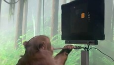 Маск показал кадры, где обезьяна с нейрочипом играет в видеоигру
