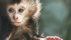 В Китае создали гибрид человека и обезьяны