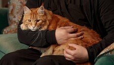В монастыре РПЦ рассказали о блоге архиерейского кота по кличке «Владыка»