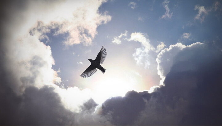 Птица в небе. Фото: krasivosti.pro