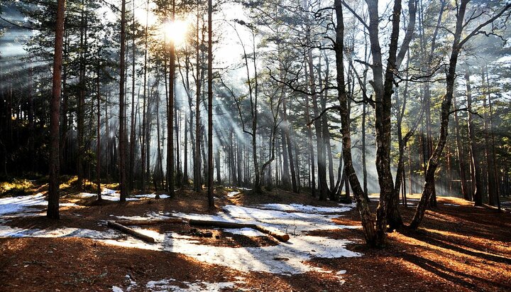 Весенний лес. Фото: nat-geo.ru