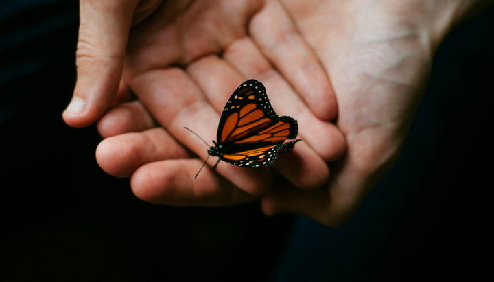 Бабочка в руках. Фото: isabelmartinventura.com