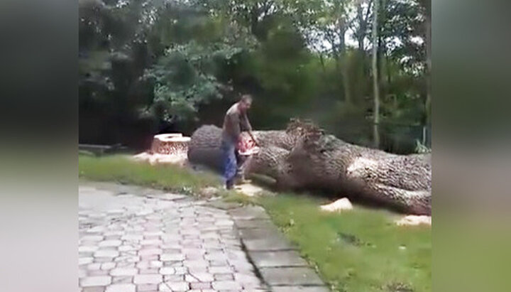 Вандалы уничтожают вековые деревья возле захваченного сторонниками Думенко Николаевского храма УПЦ в Колодном. Фото: скриншот из видео на Facebook