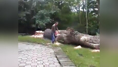 Рейдеры ПЦУ спилили деревья на территории захваченного храма в Колодном