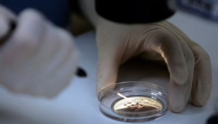 Искусственные эмбрионы были созданы в лабораторных условиях. Фото: dailymail.co.uk