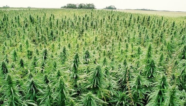 Marijuana plantation. Photo: norma.uz