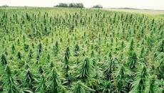 Verkhovna Rada legalizes cannabis