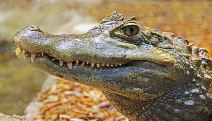 Крокодил. Фото: РБК-Украина
