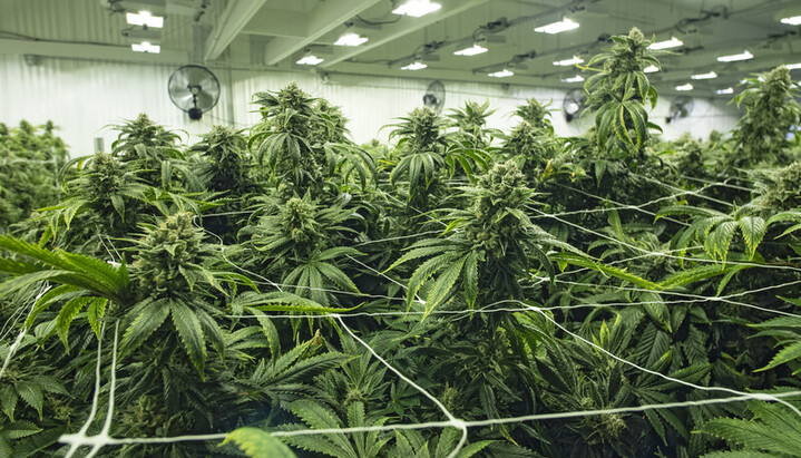 Commercial cannabis cultivation. Photo: 