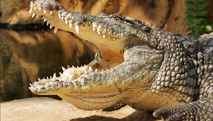 В Африке самопровозглашенного пророка съели крокодилы во время крещения