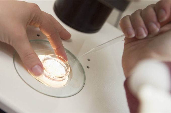 Американські вчені хочуть створити ембріон напівлюдини-напівтварини