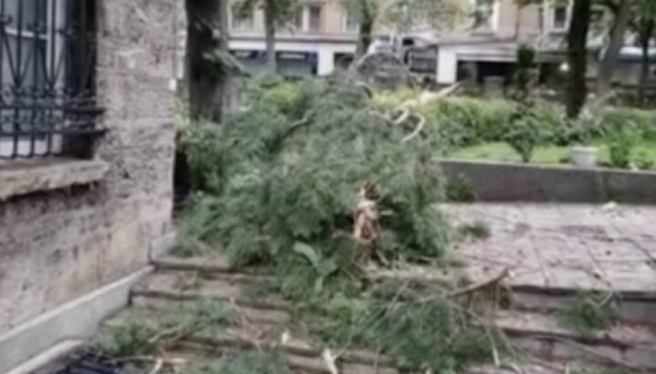A tree that fell in the courtyard of the Holy Synod of the BOC. Photo: glasove.com