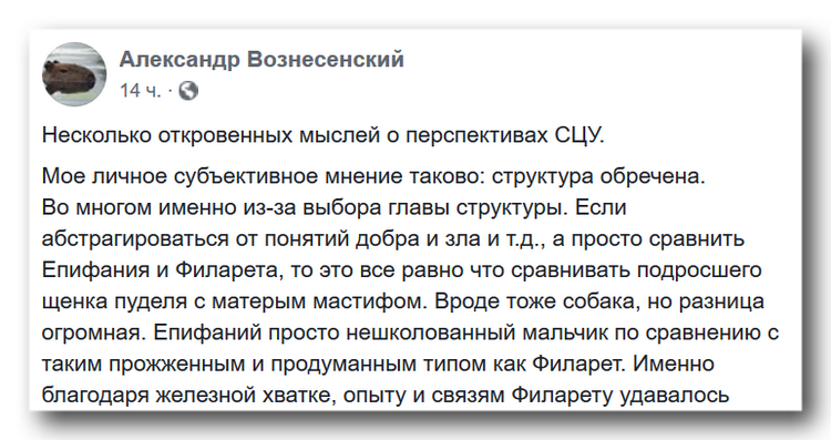 Стаей волков поставили управлять подросшего щенка пуделя фото 1